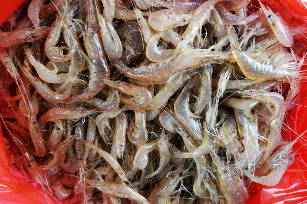 菜市场海鲜鲜活鱼虾类只有小明虾 海鲜价格涨一成 大沙丁15元